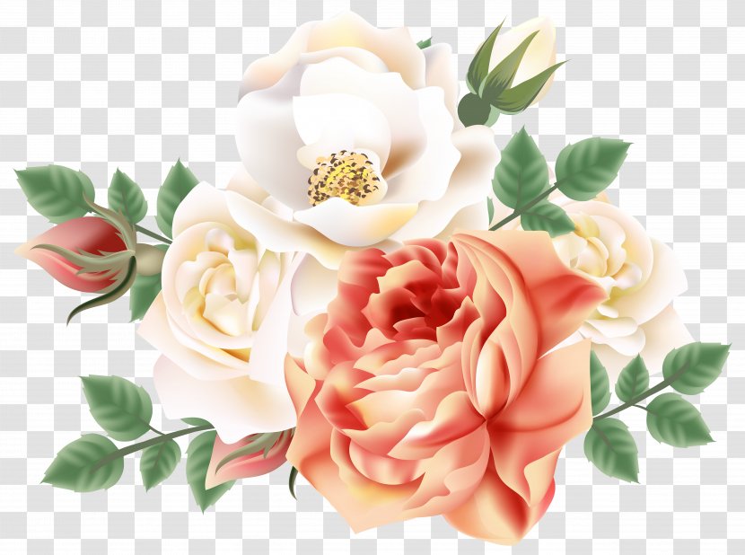Garden Roses Cabbage Rose Still Life: Pink Clip Art - Flower Transparent PNG