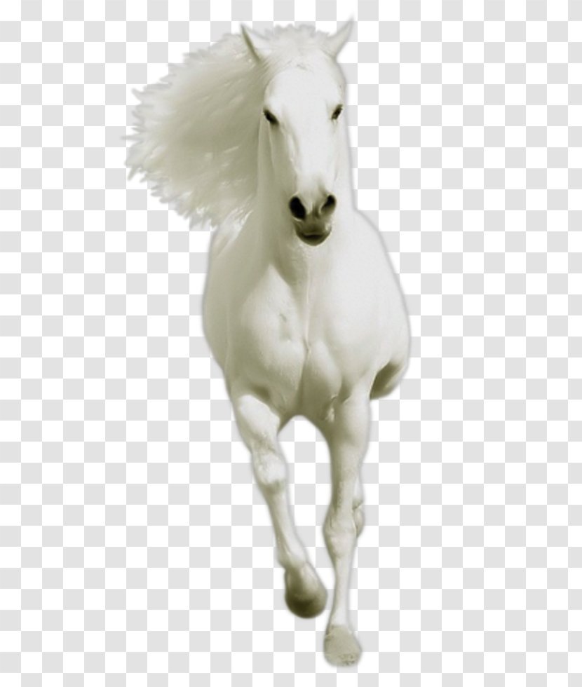 Mustang Stallion Animal Mule Pony - Rabies Transparent PNG