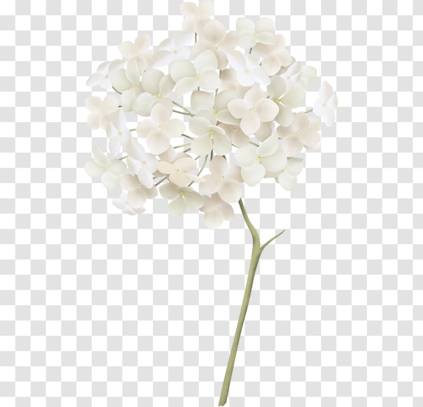 White French Hydrangea Clip Art - Flowering Plant - ورد ابيض Transparent PNG
