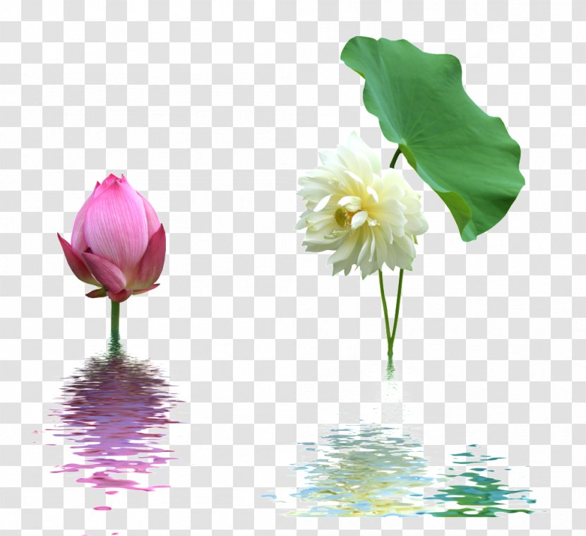 Nelumbo Nucifera Icon - Wildflower - Lotus Watermark Transparent PNG