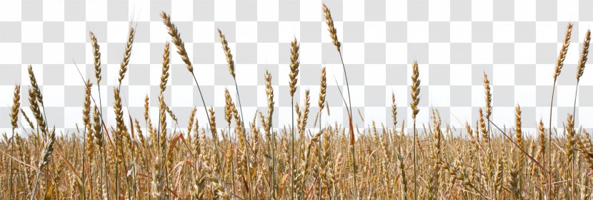 Spelt Emmer Durum Einkorn Wheat Common - Grain Transparent PNG