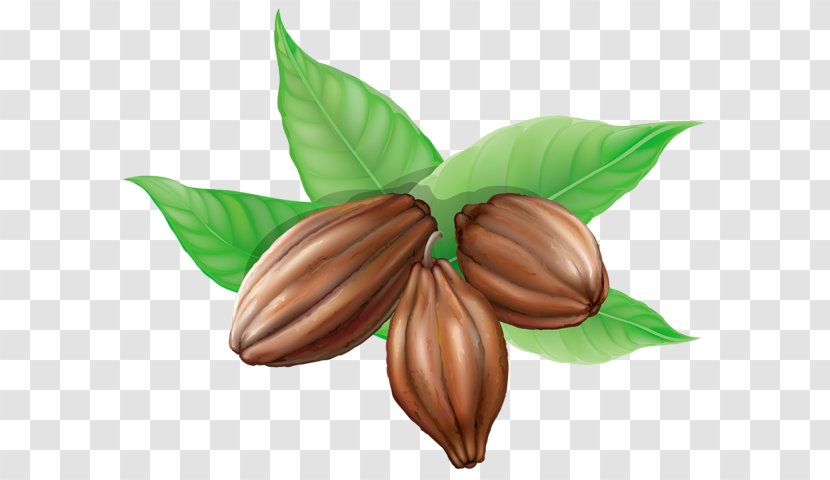 Hot Chocolate Theobroma Cacao Cocoa Bean Clip Art - Flower Transparent PNG