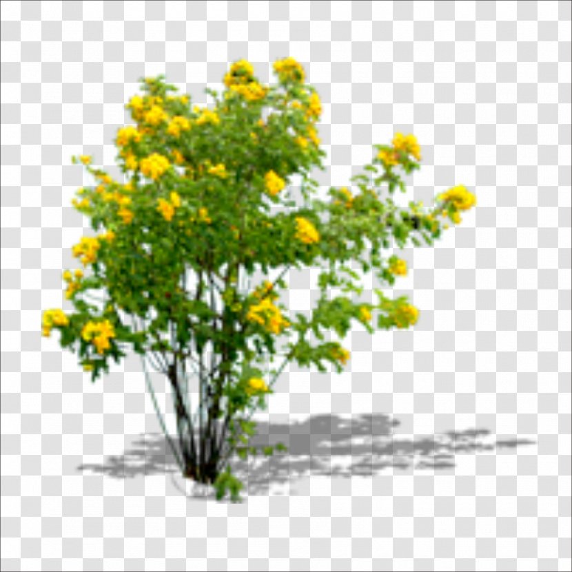 Chrysanthemum Yellow Floral Design Shrub Flowerpot - Cauliflower Transparent PNG
