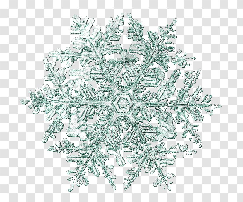 Snowflake Blog Clip Art - Tree Transparent PNG