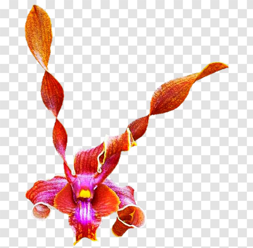 Moth Orchids Plant Stem - Orchid - Red Transparent PNG