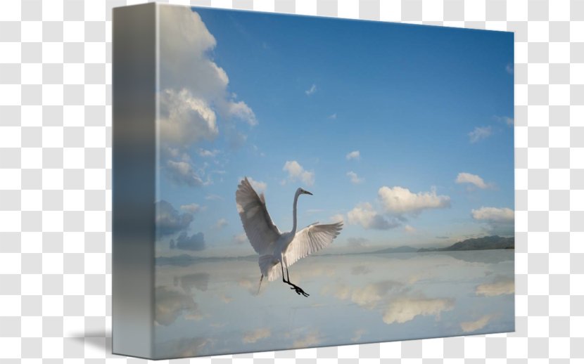 Stock Photography Beak Sky Plc - Egret Poster Design Transparent PNG