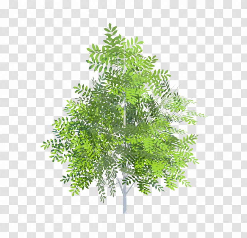 Evergreen Leaf Shrub - Tree Transparent PNG