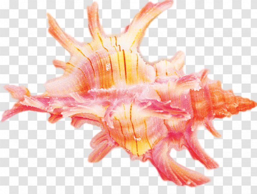 Seashell Conch Sea Snail - Molluscs Transparent PNG