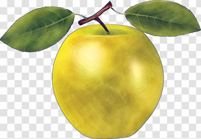 Fruit Tree Leaf Plant Food - Yellow - European Plum Woody Transparent PNG