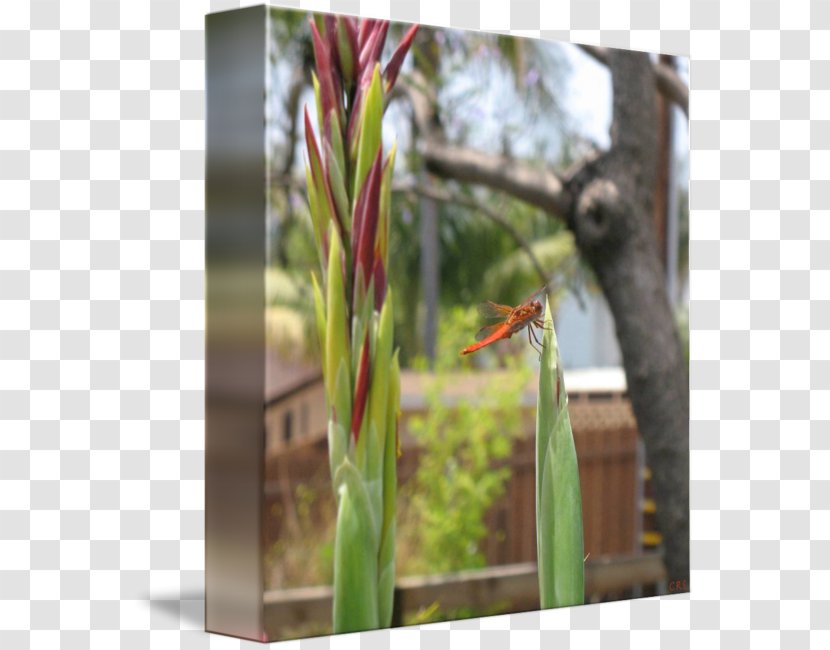 Grasses Flora Fauna Plant Stem - Grass Family - Dragonfly Art Transparent PNG