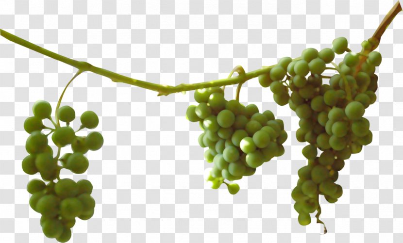 Sultana Grapevines Seedless Fruit - Grape Transparent PNG