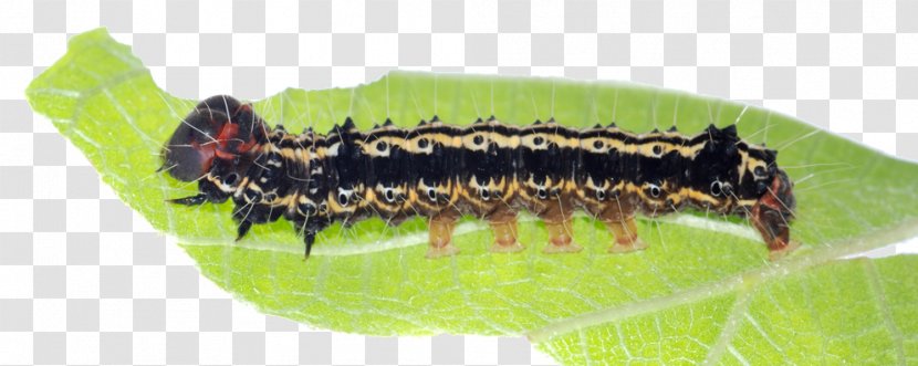 Butterfly Caterpillar Stock Photography Insect - Frame - Catterpillar Transparent PNG