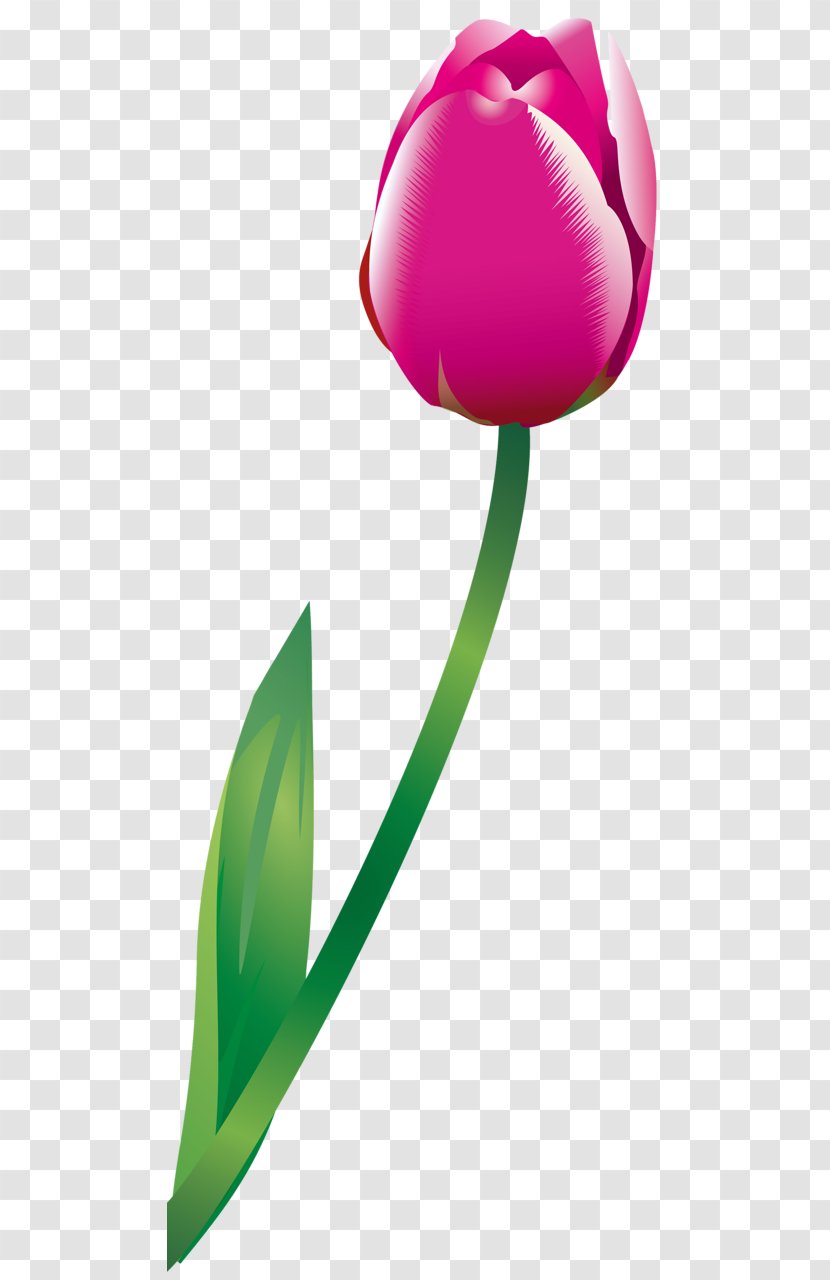 Tulip Rosaceae Petal Clip Art Transparent PNG