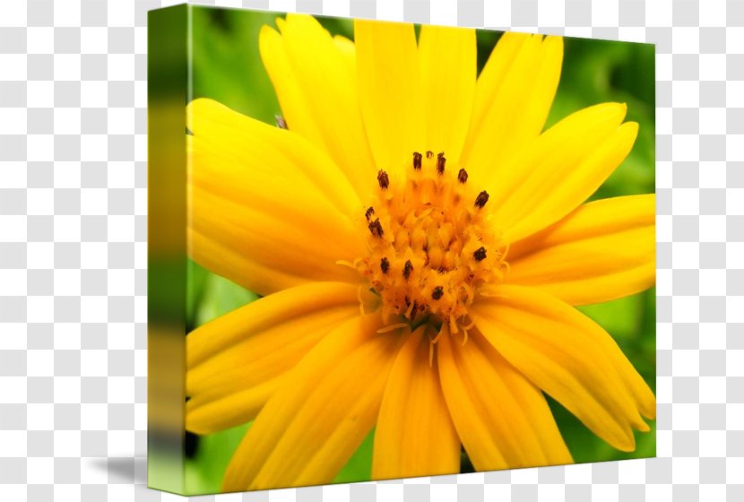 Honey Bee Nectar Sunflower M Close-up - Pollinator Transparent PNG