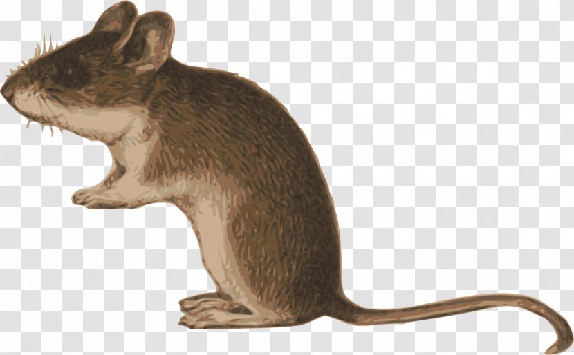 Illustration Gerbil Clip Art - Muroidea - Rat Transparent PNG