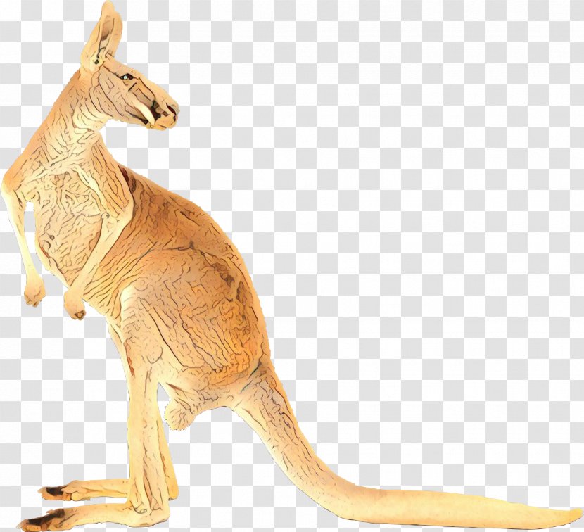 Kangaroo Clip Art Koala Image - Australia - Boxing Transparent PNG