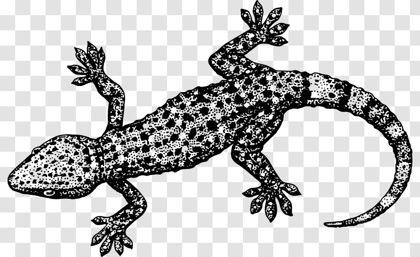 Lizard Gecko Eidechse Reptile Clip Art - Free Content - Cliparts Transparent PNG