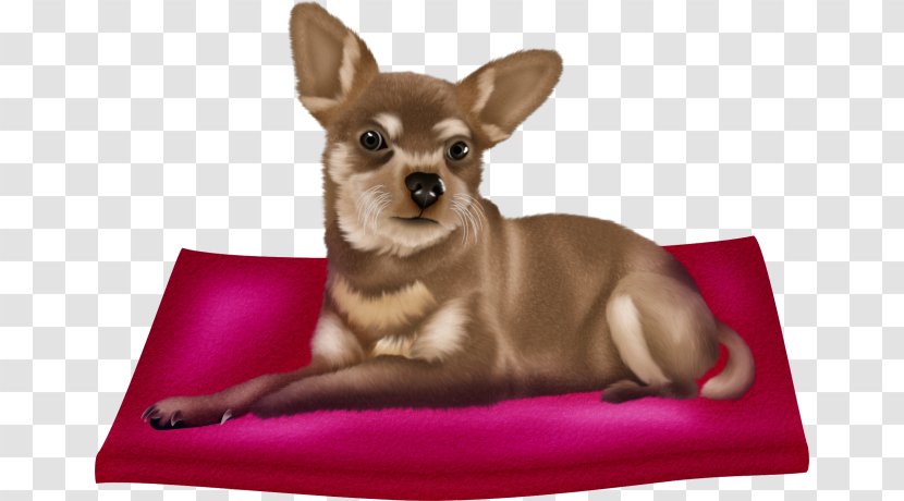 Chihuahua Puppy Dog Breed Companion Cuteness - Cartoon Transparent PNG