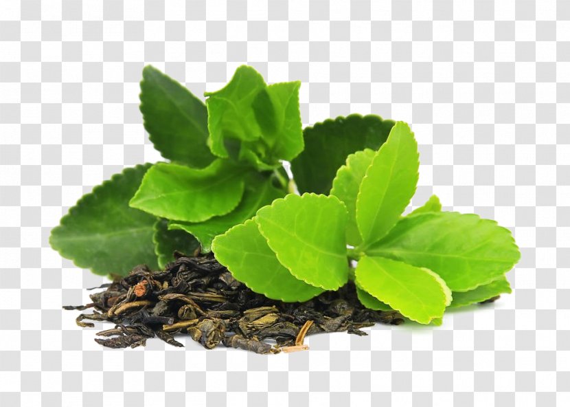 Green Tea Masala Chai Matcha Camellia Sinensis Transparent PNG