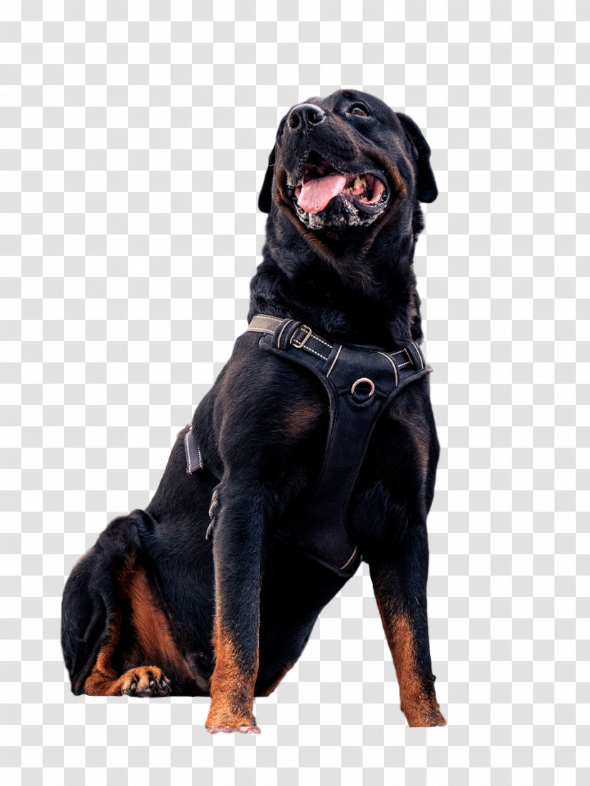 Rottweiler Puppy Snout Leash Breed Transparent PNG