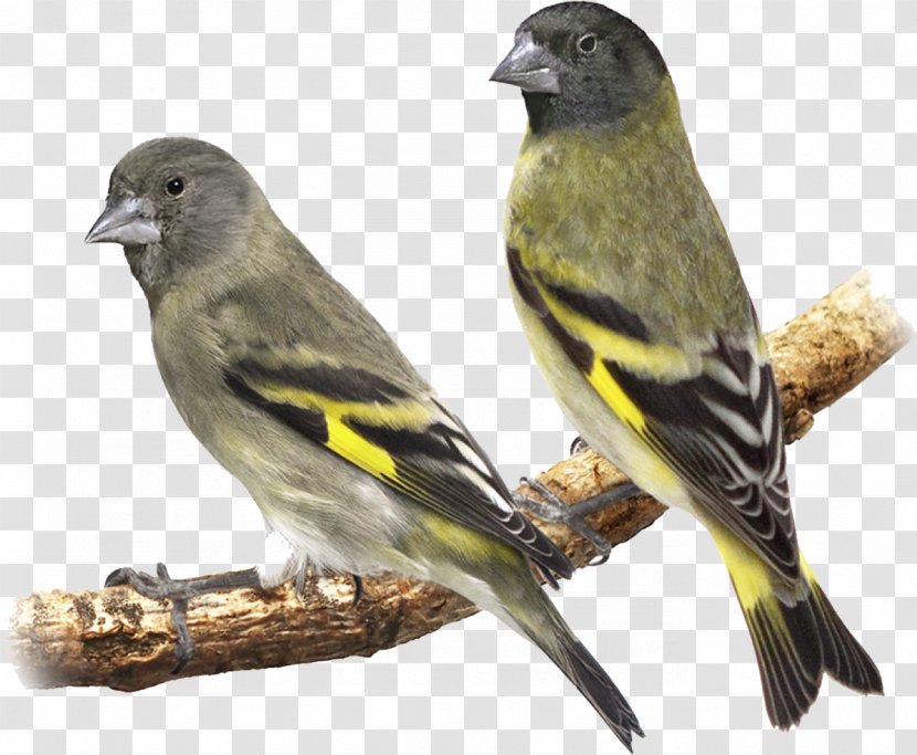 Eurasian Siskin House Sparrow Black-headed Pine European Goldfinch - Yellow Canary - Lente Transparent PNG