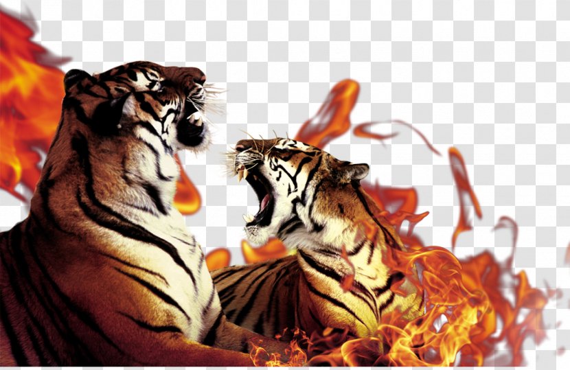 Tiger Flame Download - Carnivoran - Fire Transparent PNG