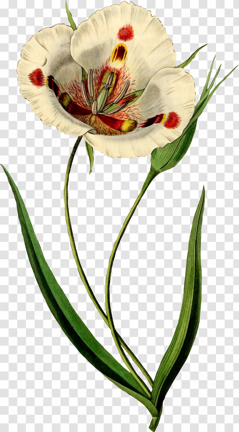 Butterfly Mariposa Lily Watercolor Painting Art Botanical Illustration - Botany Transparent PNG