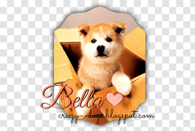 Akita YouTube Hachikō Film Japan - Companion Dog - Crazy Transparent PNG