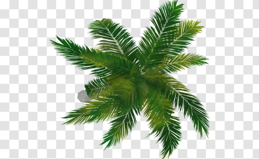 Fir Arecaceae Evergreen Spruce Pine - Family - Palm Top Transparent PNG