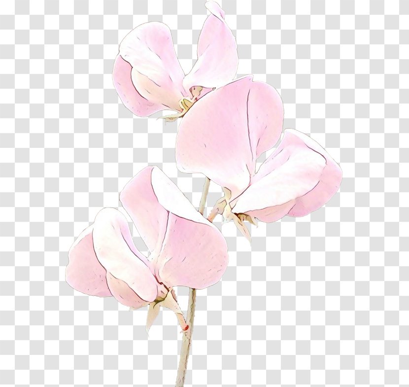 Pink Petal Flower Plant Sweet Pea - Cut Flowers - Herbaceous Magnolia Family Transparent PNG