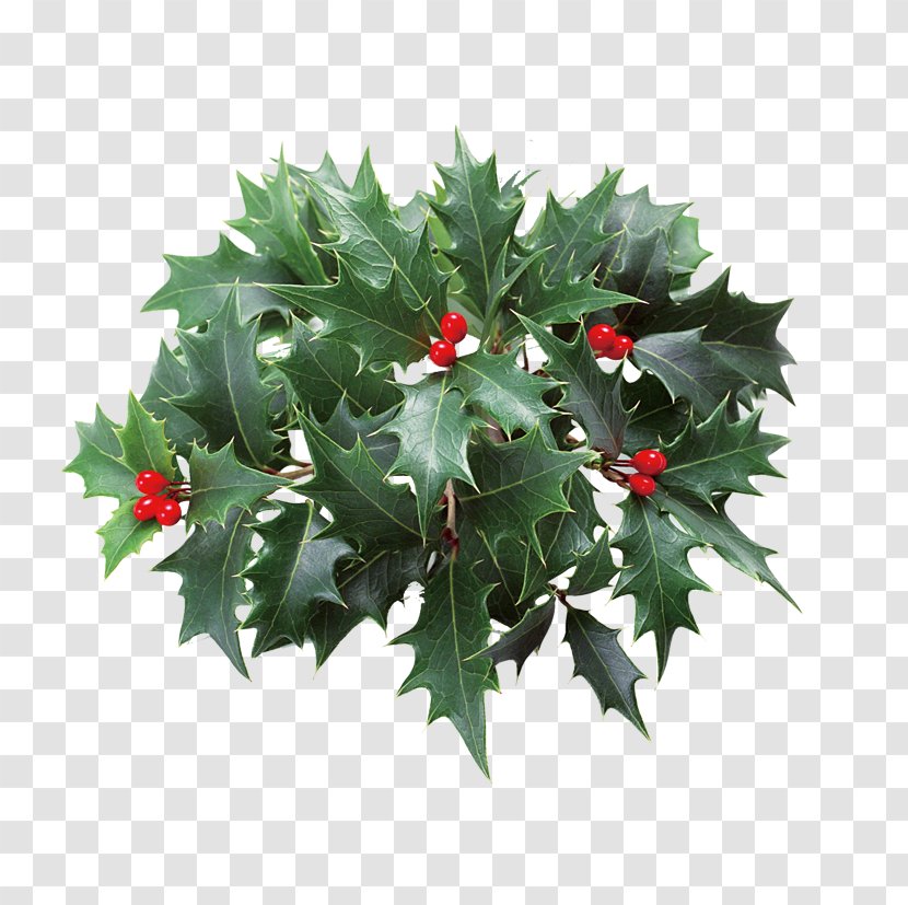 Christmas Holly Clip Art - Tree - Plant Leaves Transparent PNG