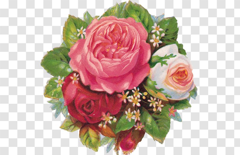 Cut Flowers Paper Rose Flower Bouquet - Rosa Wichuraiana - Roses Transparent Transparent PNG