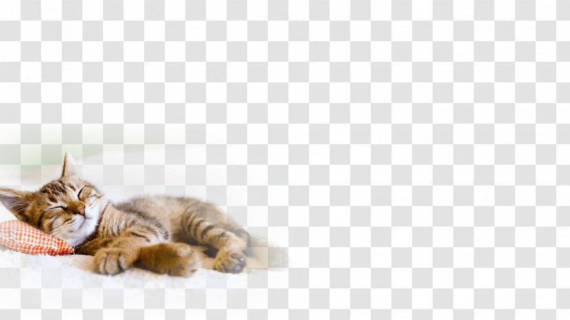 Tabby Cat Kitten Dog Pet - Like Mammal Transparent PNG