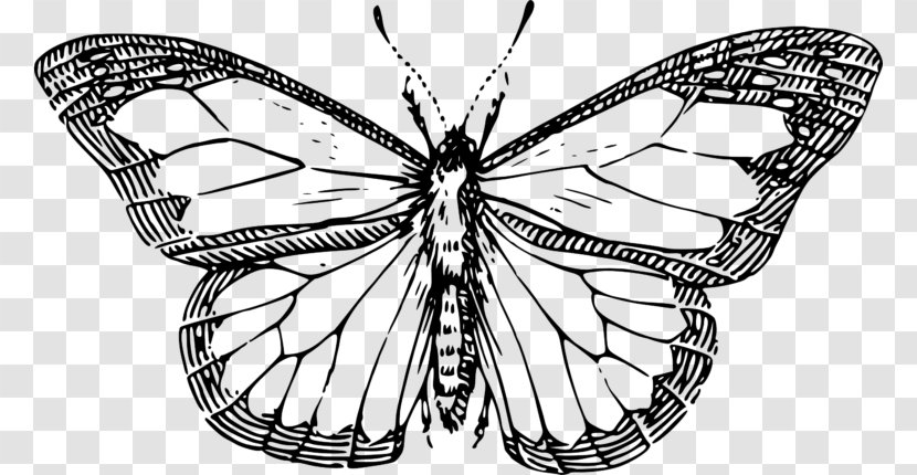 Butterfly Drawing Black And White Line Art Clip - Arthropod Transparent PNG
