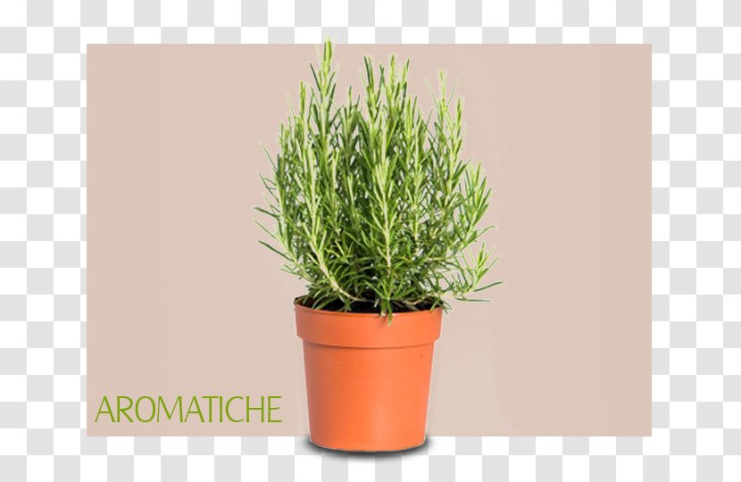 Herb Pianta Aromatica Rosemary Common Sage Chives - Viburnum Tinus Transparent PNG