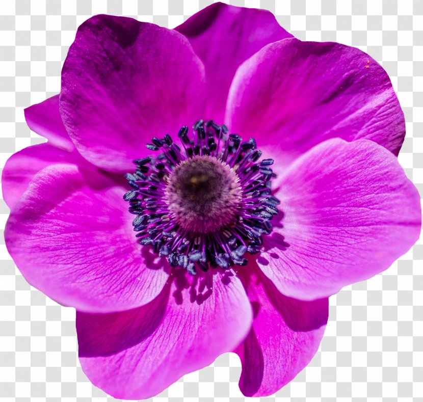 Flower Garden Poppy Petal - Flowering Plant - Purple Transparent PNG