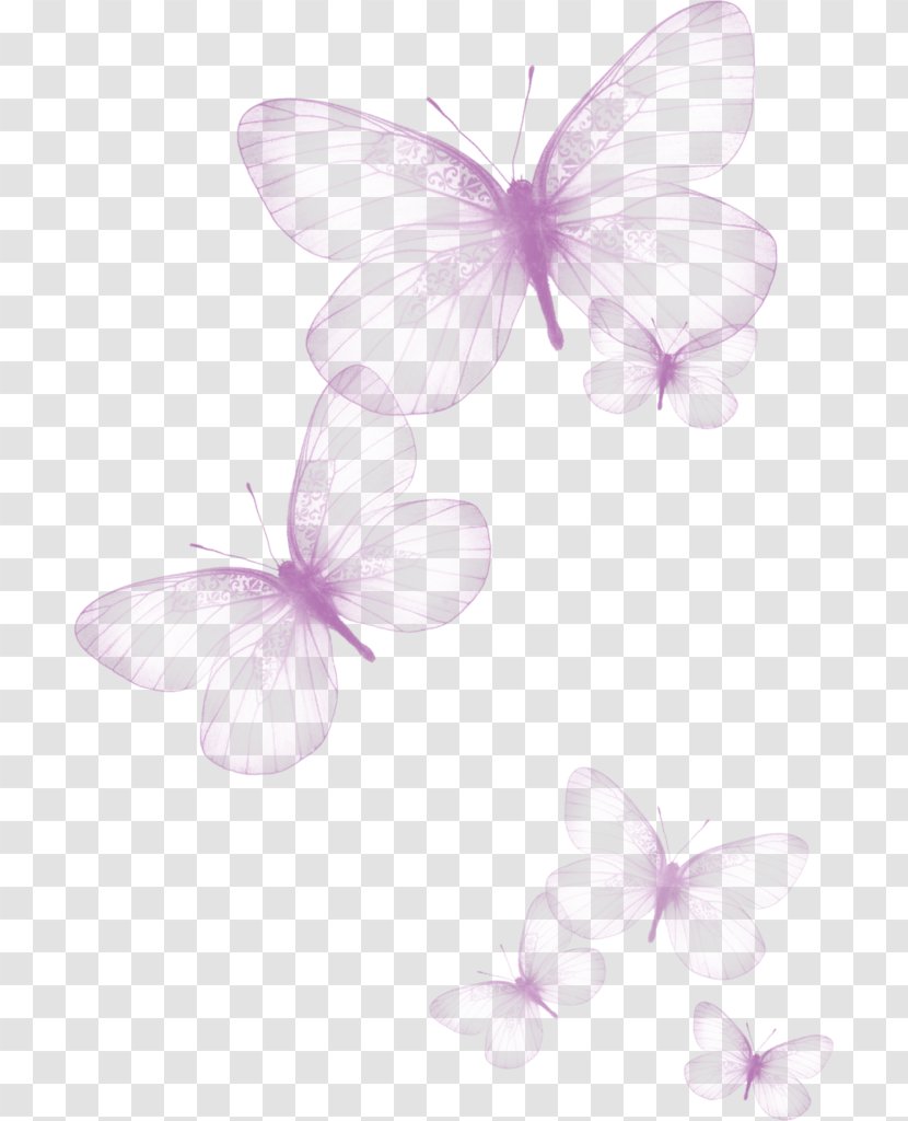 Butterfly Greta Oto Clip Art - Drawing - Creative Beautiful Transparent Transparent PNG