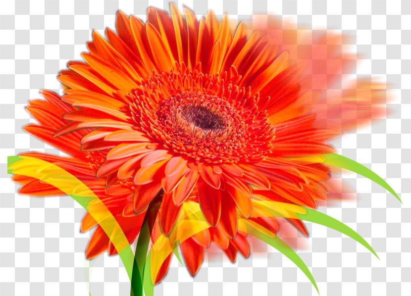 Drawing Photography Clip Art - Common Sunflower Transparent PNG