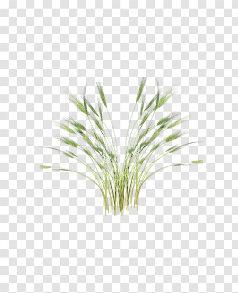 Green Rice Oryza Sativa Paddy Field - Branch Transparent PNG