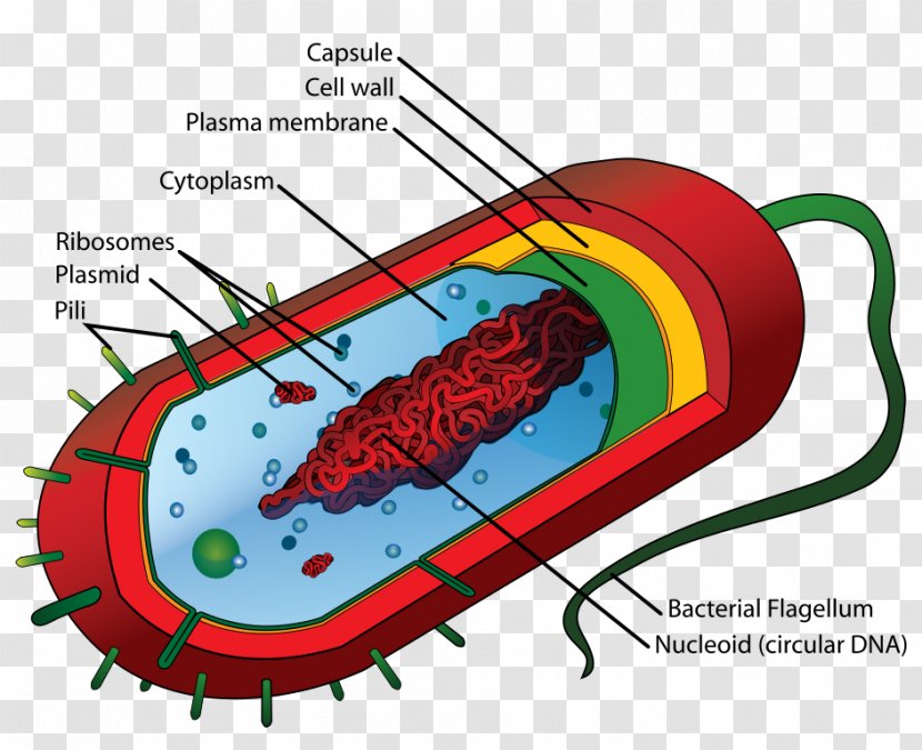Prokaryote Bacterial Cell Structure Eukaryote - Tree - Average Cliparts Transparent PNG