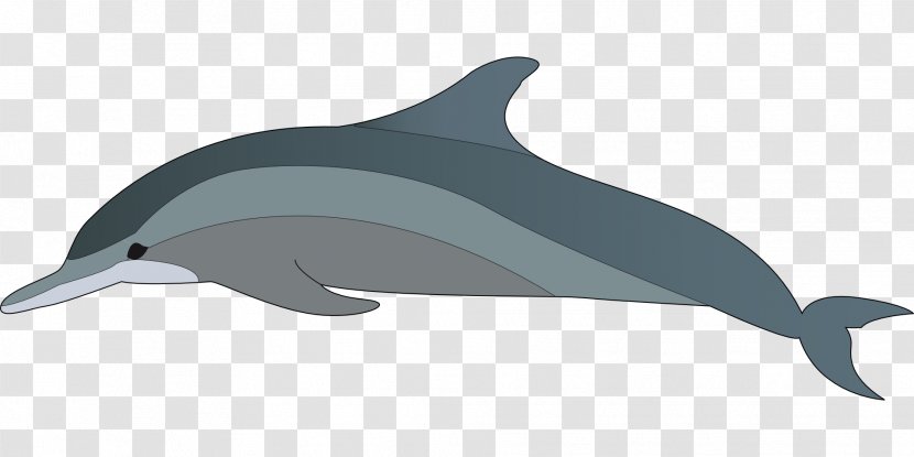Dolphin Clip Art - Blog Transparent PNG