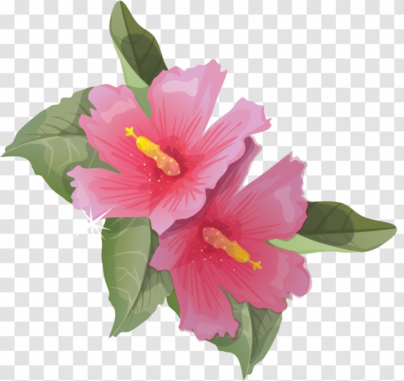 Common Hibiscus Flower Clip Art - Malvales - Flowers Transparent PNG