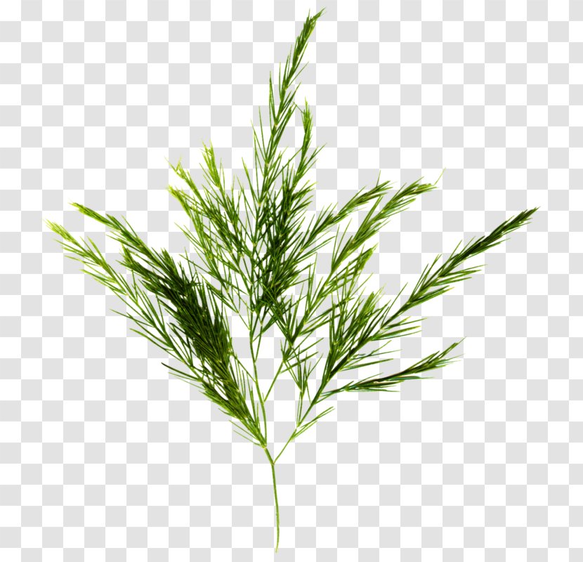 White Pine Plant Grass Red Juniper Leaf - Flowering - American Larch Transparent PNG