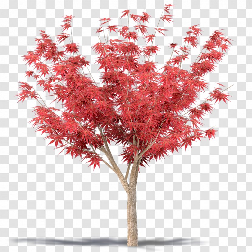 Maple - Tree - Japanese Leaves Transparent PNG