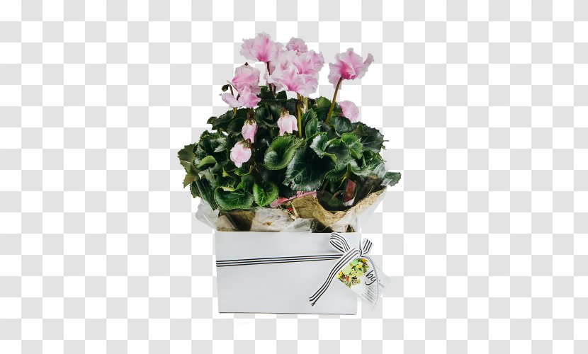 Cyclamen Houseplant Gift Cut Flowers - Seed Plant Transparent PNG
