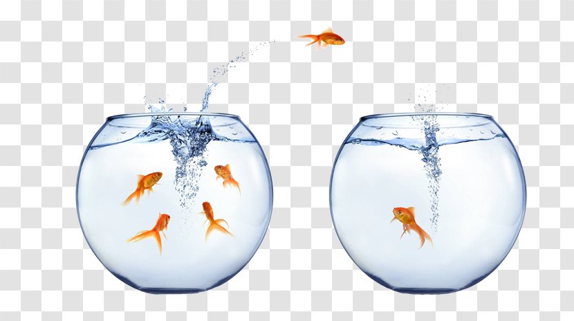 Job Management Profession Product Manager Recruitment - Organism - One Fish Two Transparent PNG