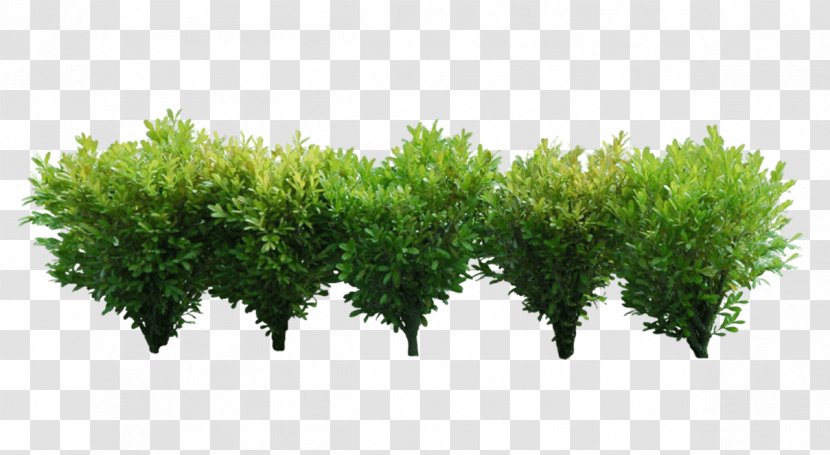 Shrub Tree Clip Art - Five Little Green Dwarf Wood Transparent PNG