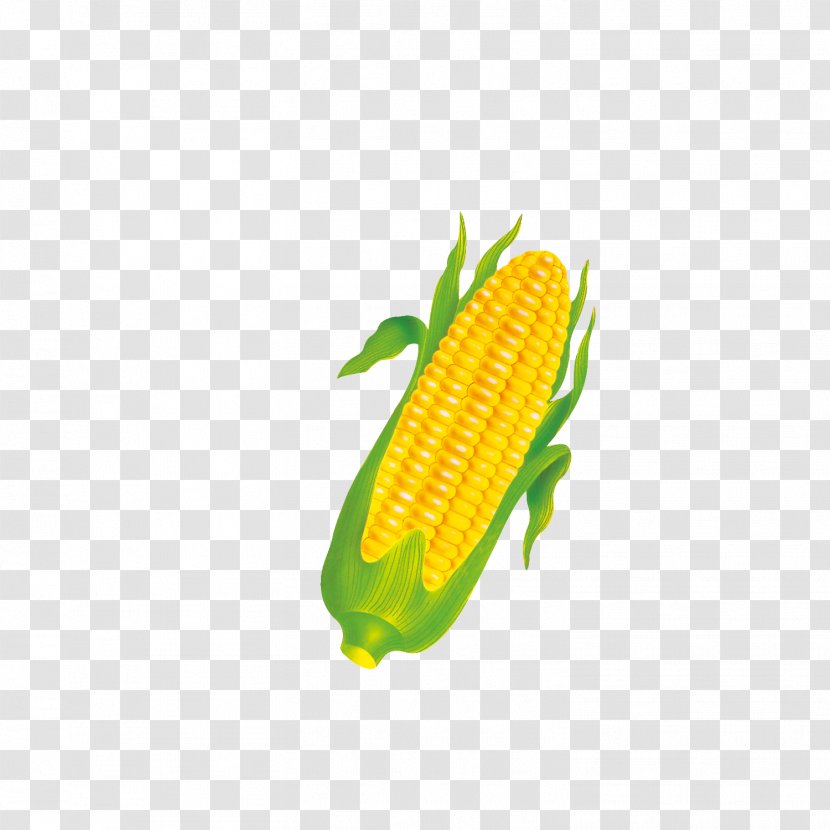Corn On The Cob Sweet Commodity Orange Transparent PNG