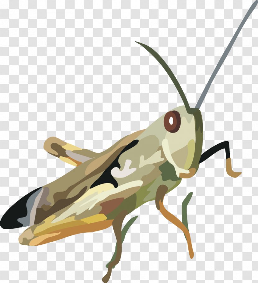 Locust Grasshopper Insect - Vector Beetle Transparent PNG