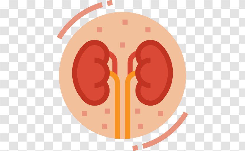 Kidney Disease Urology Medicine - Frame - Kidneys Icon Transparent PNG